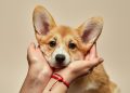Navigating the Costs of Owning a Pembroke Welsh Corgi: What to Expect
