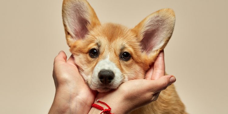 Navigating the Costs of Owning a Pembroke Welsh Corgi: What to Expect