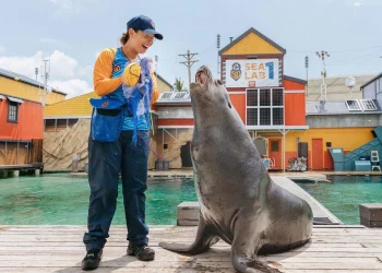 How to Score the Best Deals on Sea World Gold Coast Tickets