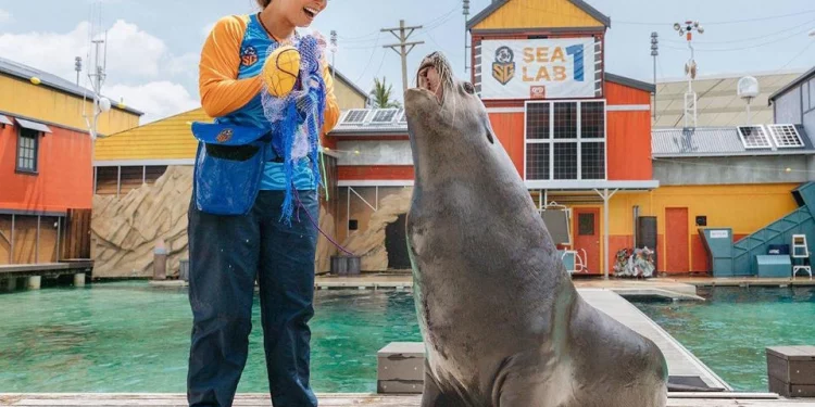 How to Score the Best Deals on Sea World Gold Coast Tickets