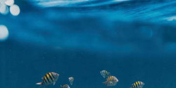 Deep Blue Dreams: The 5 Best Island Camps for Scuba Diving in Mozambique